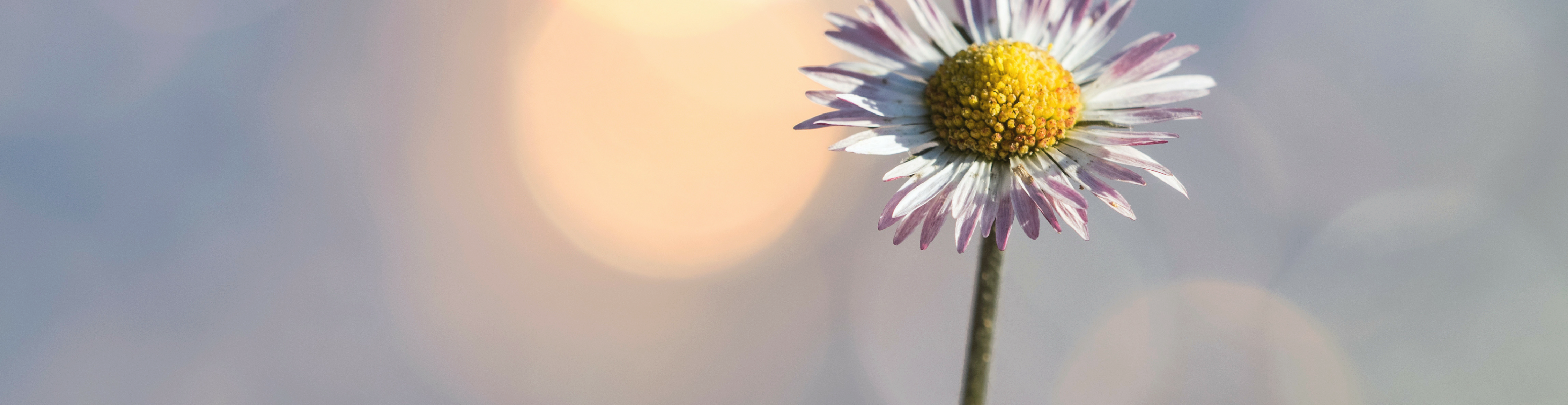 Spring Into Action and Get a Head Start on Financial Aid